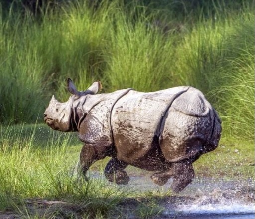 Jorhat Majuli Kaziranga Tour