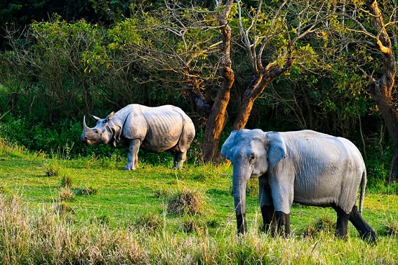 Guwahati Kaziranga Tour Package