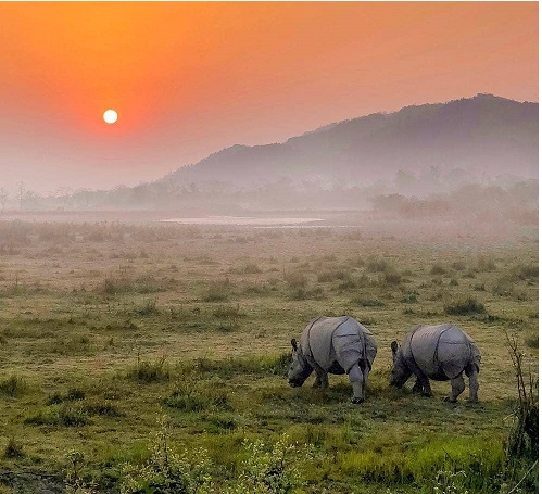 Pobitora Manas Nameri Kaziranga National Park Photography Tour